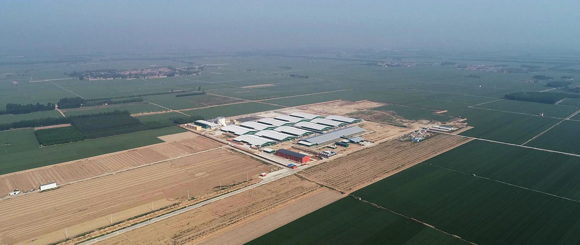 bob综合体育平台:2025年鸡苗与毛鸡行情分析：供需博弈与未来趋势展望